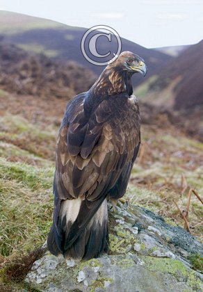 Golden Eagle on a Rock  DMO431